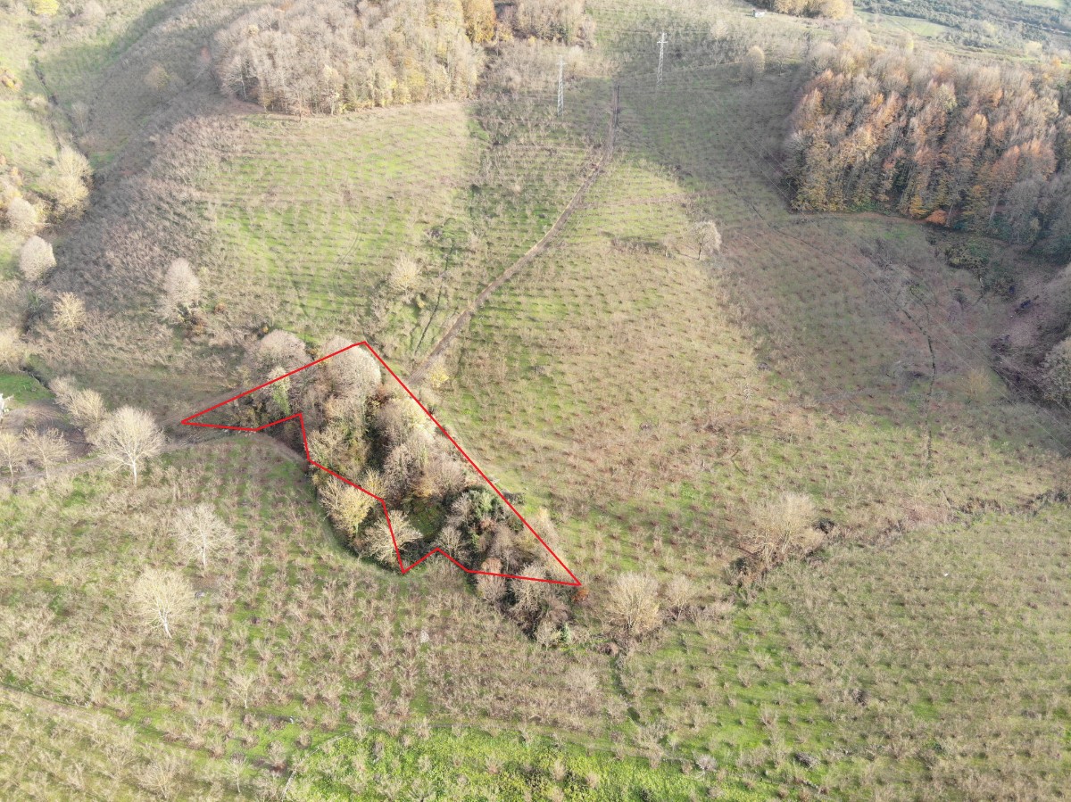 D�ZCE MERKEZ NASIRLI DA FIRSAT SATILIK TARLA